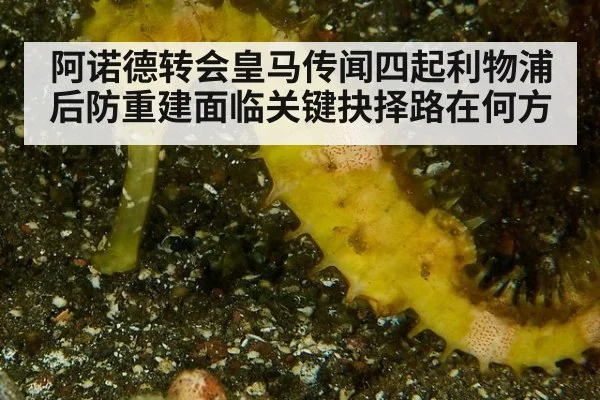 阿诺德转会皇马传闻四起利物浦后防重建面临关键抉择路在何方